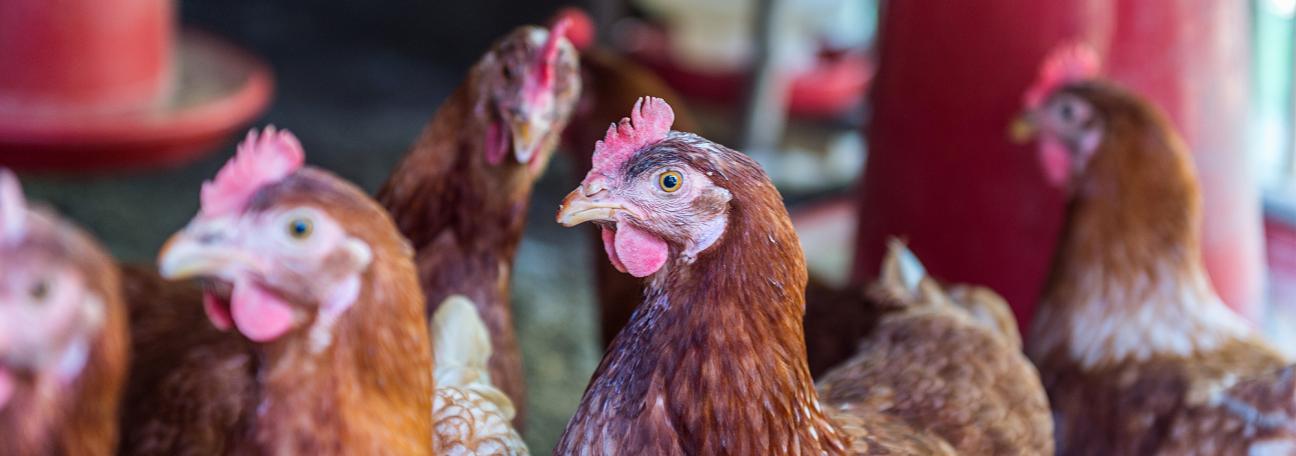 Elektronisk prøveinnsending